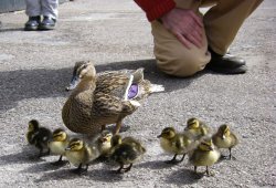 Ducklings, Chatsworth Farmyard & Adventure Playground