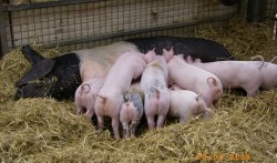 Pigs, Chatsworth Farmyard & Adventure Playground Wallpaper