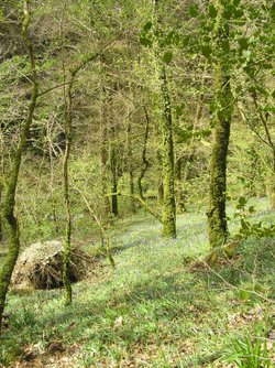 Bluebells growing in Lydford Gorge, Devon