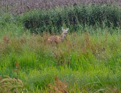 View from the hide