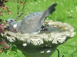 A Wood Pigeon in a Gravesend Garden. Wallpaper