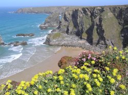 Wild flowers carpet the cliffs at Bedruthan Steps, Cornwall Wallpaper