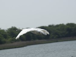 Swan in flight at New Holland Wallpaper