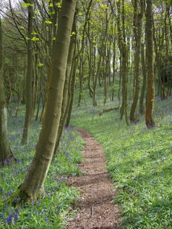 Bluebell woods on Walton Hill