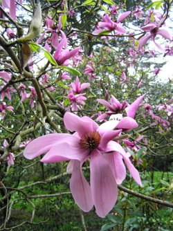 Magnolia flowering in Caerhays Castle garden, Cornwall