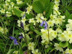 Primroses and bluebells flowering in Caerhays Castle gardens, Cornwall Wallpaper