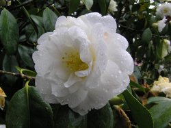 Caerhays Castle gardens are famous for their collection of camellias Wallpaper
