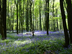 Bluebells in Melton Woods