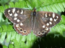 Speckled Wood butterfly in Melton Woods Wallpaper