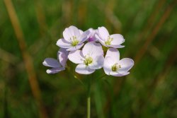 Cuckoo flower at Croxall Lakes