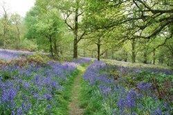 Path through the bluebells in Spring Wood Wallpaper