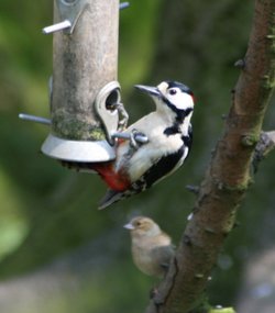 Great Spotted Woodpecker