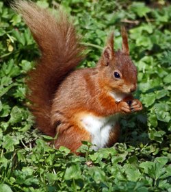 Red Squirrel