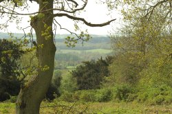 Newlands corner Wallpaper