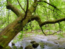 Allen Banks, Northumberland Wallpaper