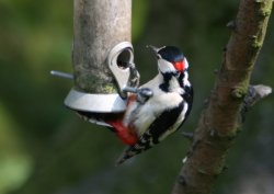Great Spotted Woodpecker at Wallington Hall. Wallpaper