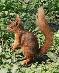 Red Squirrel seen from the nature hide at Wallington Hall, Northumberland.