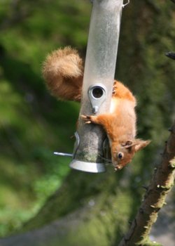 Red Squirrel stealing from the bird feeder as seen from the nature hide at Wallington Hall, Northumberland.