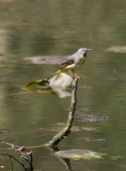 Grey Wagtail perched over the nature pond at Wallington Hall.