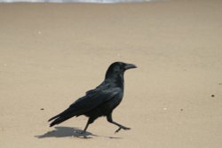 Carrion Crow doing the Goose Step on South Shield beach