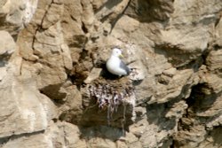 Kittiwake nest building Wallpaper