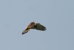 Kestrel hunting Wallpaper