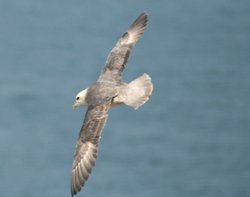 Fulmar, gliding along the cliffe edge near Souter Lighthouse, Whitburn. Wallpaper