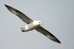 Fulmar gliding along the cliffe edge near Souter Lighthouse, Whitburn. Wallpaper