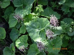 Wildflowers Wallpaper