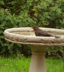 Bird Bath
