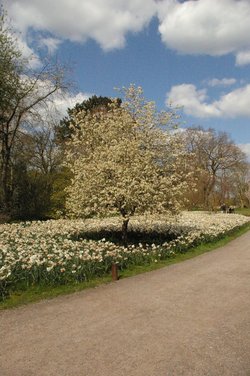 Blooming nature
