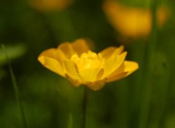 Buttercup