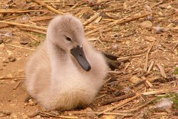 The Cygnet