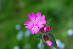 Red Campion at Launde Park Wood Wallpaper