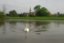 Swan on the lake at Charlecote Park