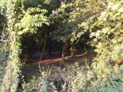 Sylvan sunbeams Wallpaper