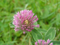 English Clover