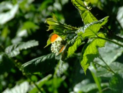 Orange tip butterfly....anthocharis cardamines