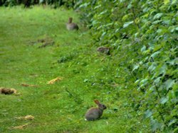 Baby rabbits