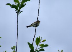 Mystery warbler