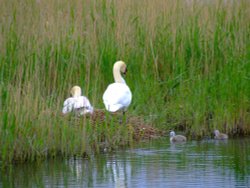 Mute swans....cygnus olor and cygnets
