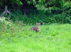 Muntjac deer (2)