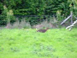 Muntjac deer (3)
