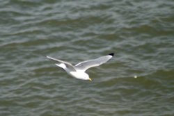 Kittiwake seen from cliff top at Whitburn. Wallpaper