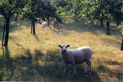 Sheep in an Orchard at Tunstall, Kent Wallpaper