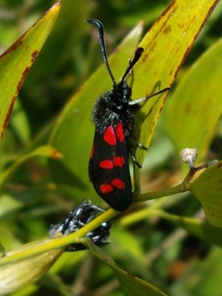 Unusual bug at Croome Park