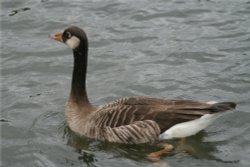 Unidentified Goose on Herrington Ponds Wallpaper