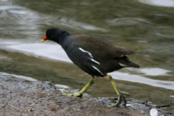 Moorhen at rivers edge. Wallpaper