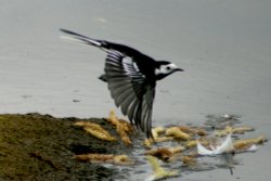 Pied Wagtail in flight. Wallpaper