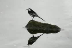 Pied Wagtail, resting on its own reflection Wallpaper
